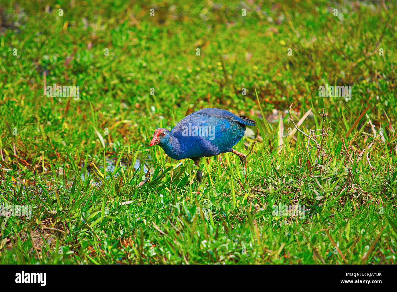 Il Purple moor hen o Western swamphen, Porphyrio porphyrio, il Parco Nazionale di Kaziranga, Assam, India Foto Stock