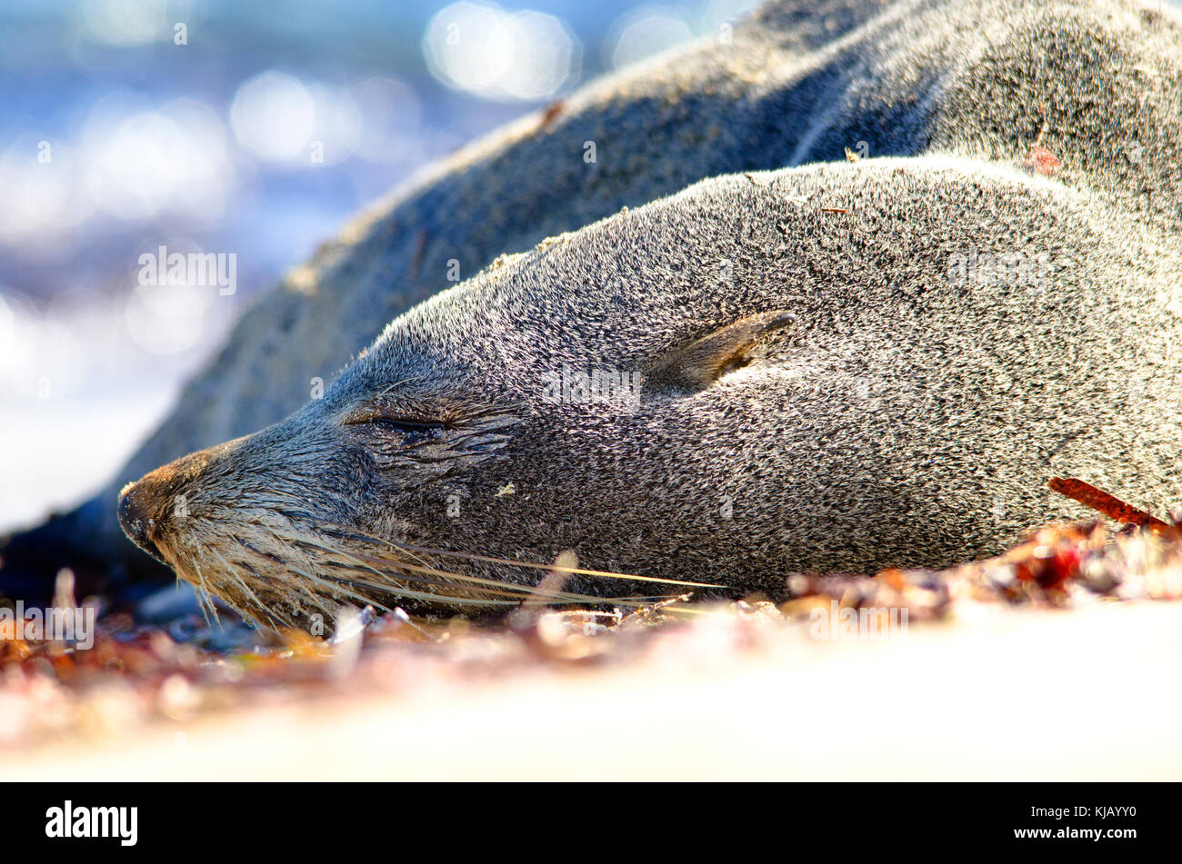 A becco lungo la guarnizione in pelliccia (Arctocephalus forsteri), maschio. Il nome comune per la popolazione australiana di Nuova Zelanda le foche Foto Stock