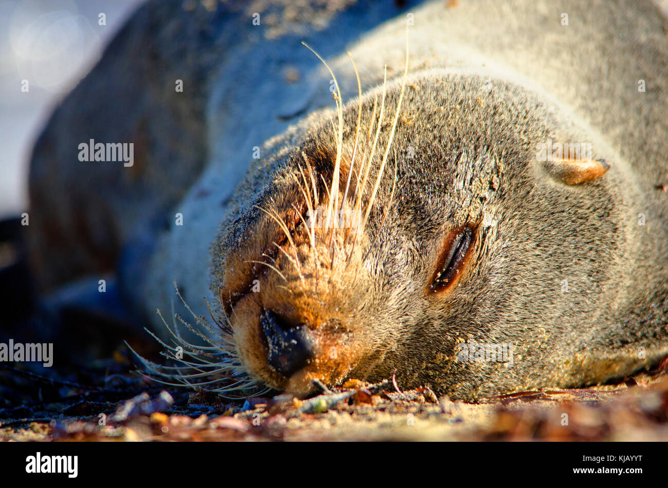 A becco lungo la guarnizione in pelliccia (Arctocephalus forsteri), maschio. Il nome comune per la popolazione australiana di Nuova Zelanda le foche Foto Stock