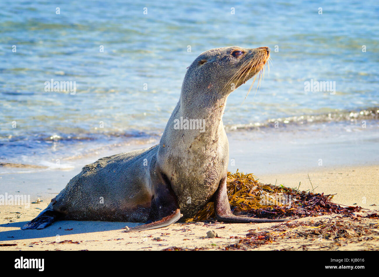 A becco lungo la guarnizione in pelliccia (Arctocephalus forsteri), maschio. Il nome comune per la popolazione australiana di Nuova Zelanda le foche Foto Stock