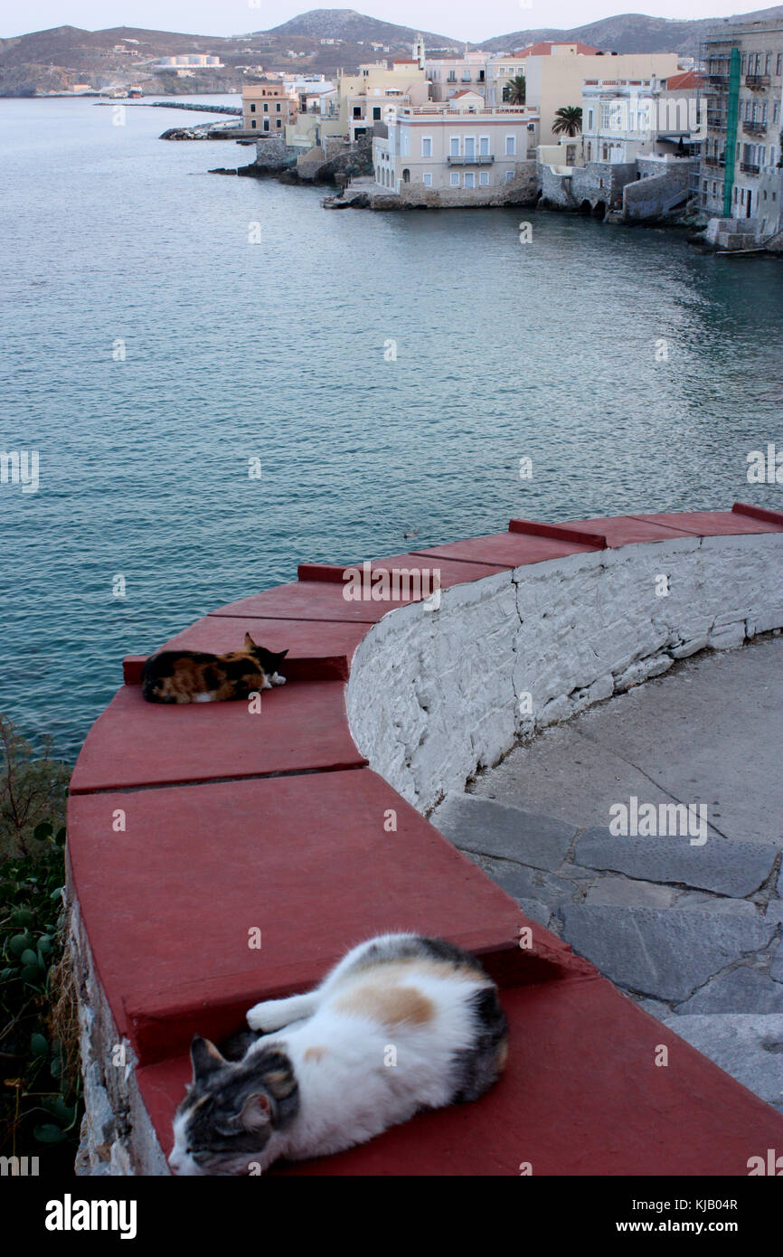 Gatti rilassante in Ermoupolis, SIROS, CICLADI Foto Stock