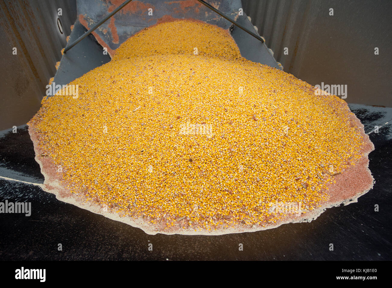 Pila di mais raccolti in un carrello, fioritura prairie, Minnesota. Foto Stock