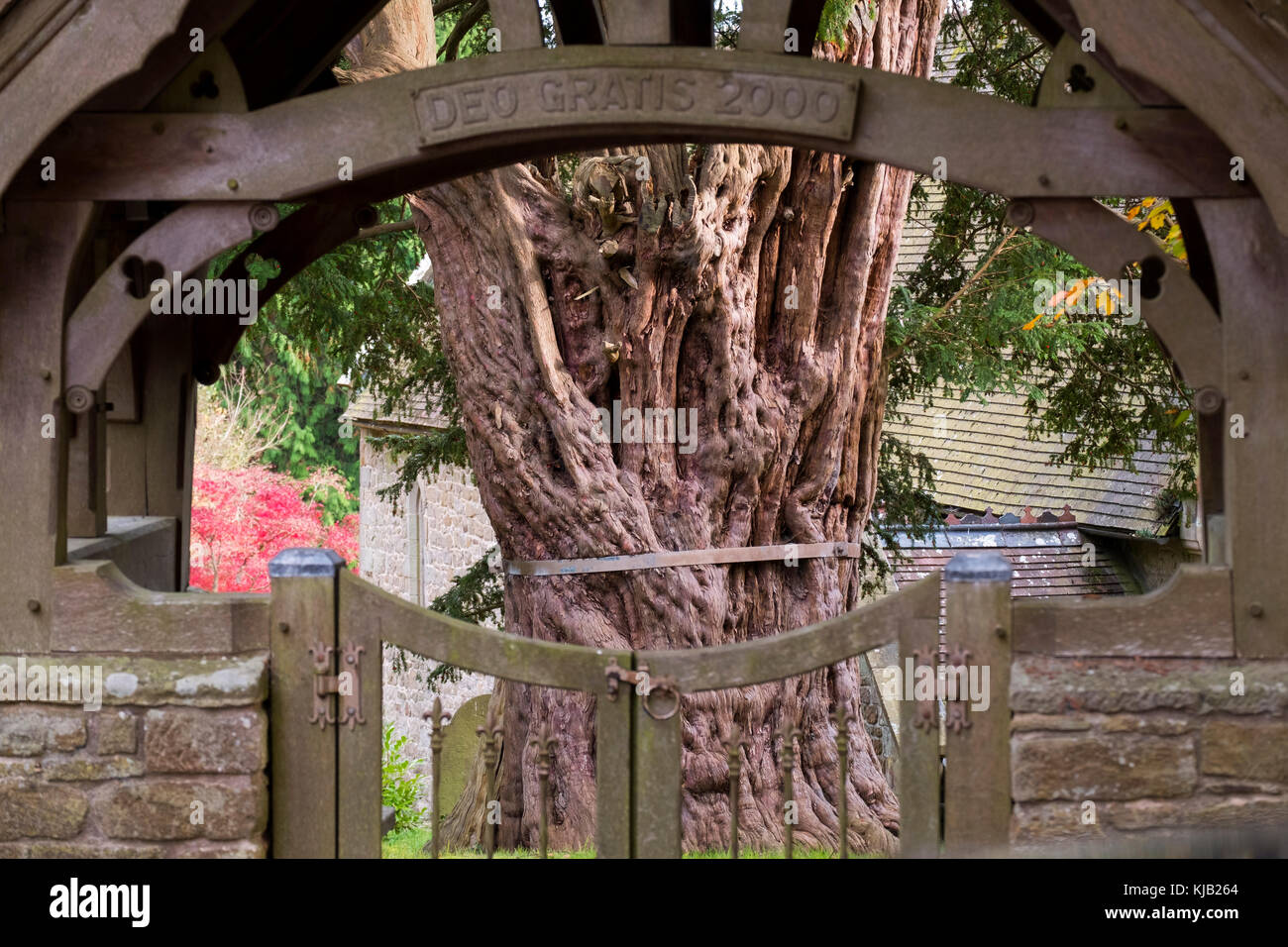 L'antico albero di Yew nel sagrato della chiesa di San Giovanni Battista a Chiesa Preen, Shropshire, Inghilterra, Regno Unito Foto Stock