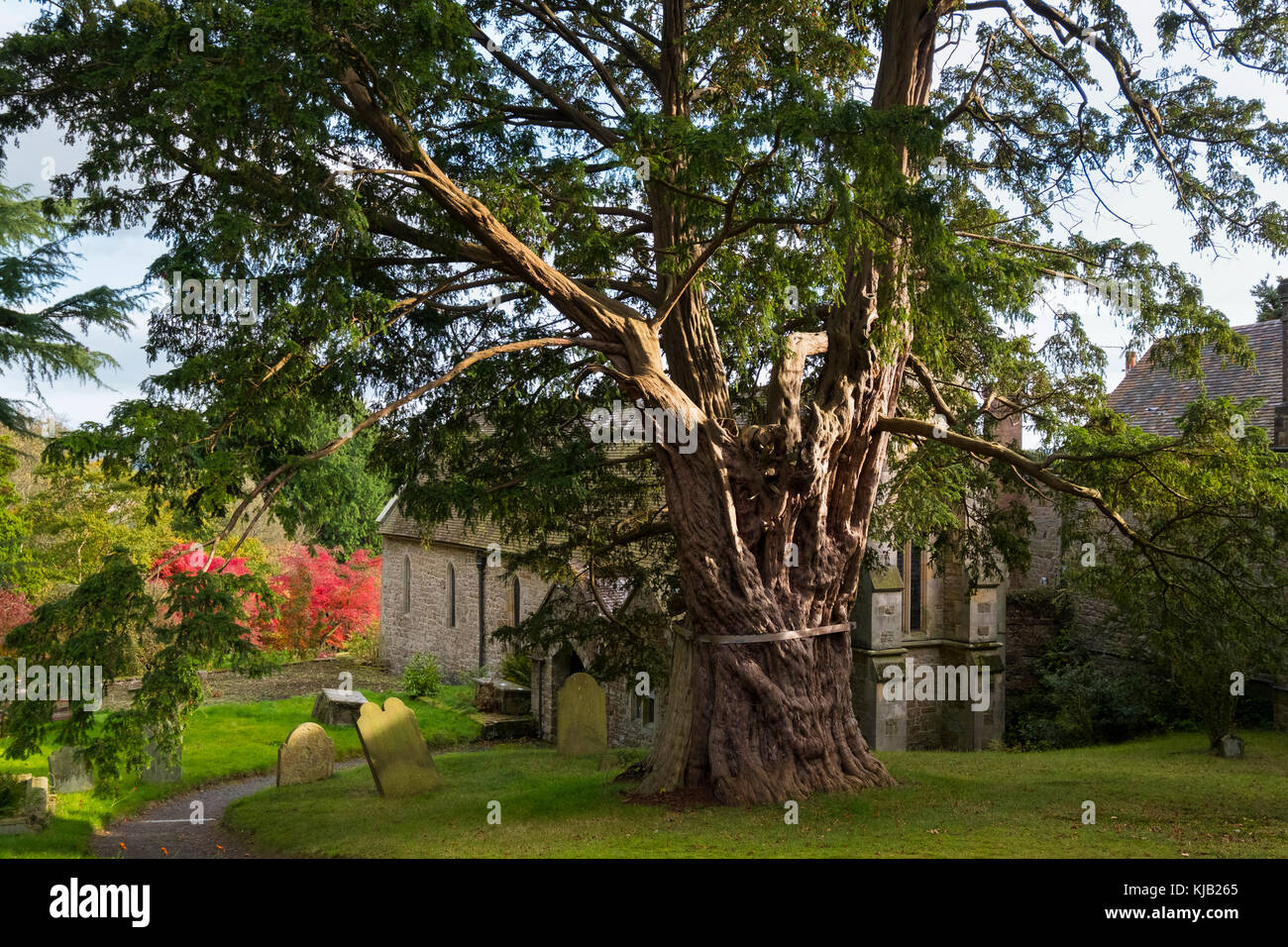 L'antico albero di Yew nel sagrato della chiesa di San Giovanni Battista a Chiesa Preen, Shropshire, Inghilterra, Regno Unito Foto Stock