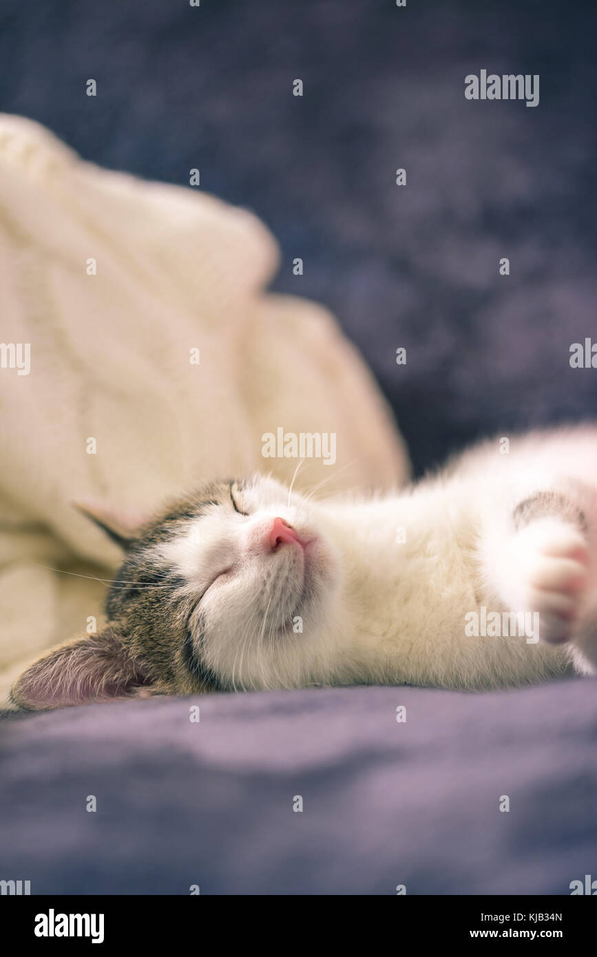 Foto verticale di poche settimane gattino con pelliccia bianca e tabby macchie sulla testa. gatto dorme sulla coperta scuro con luce di una maglia in background. t Foto Stock