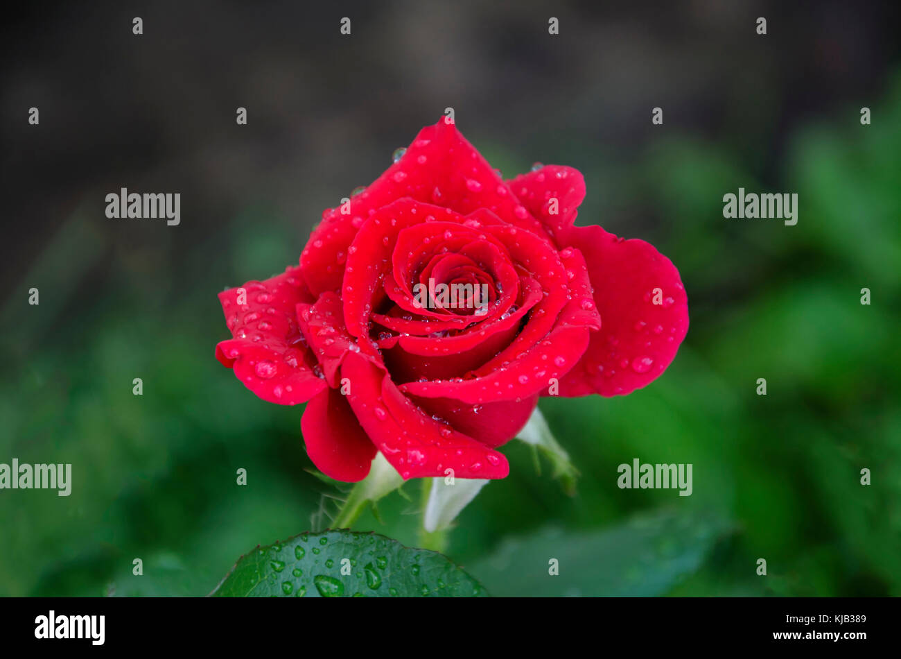 In estate in giardino una bella rosa rossa fiore con un profumo gradevole, con goccioline di acqua dopo una pioggia Foto Stock