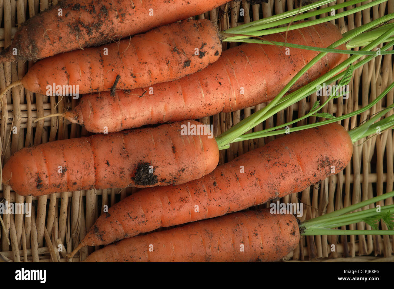 Una fotografia di close-up di diverse f1 agm oltremare carote, coltivati biologicamente e appena raccolte, giacente su un sfondo di vimini Foto Stock