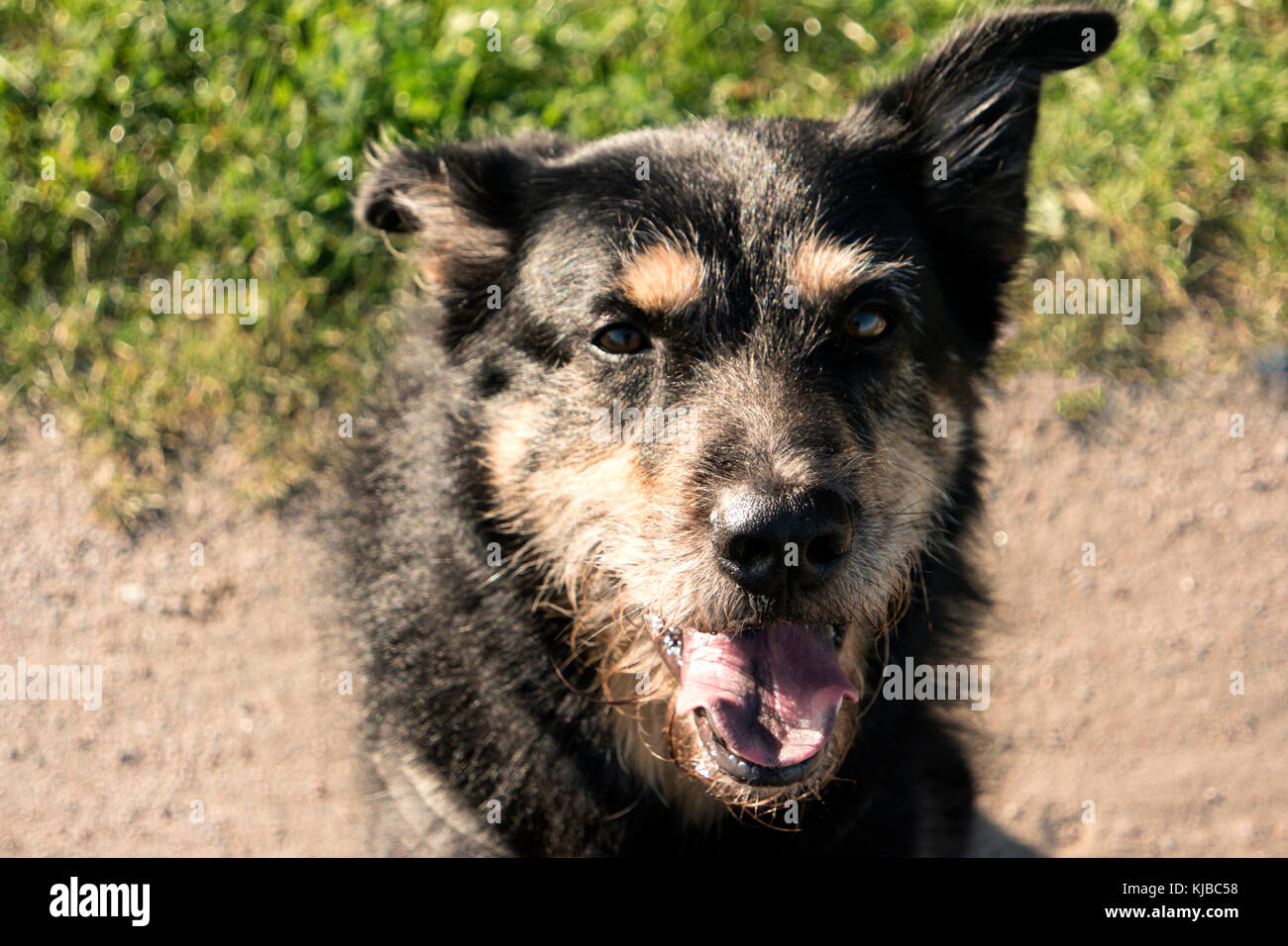 Ritratto di un cane Foto Stock