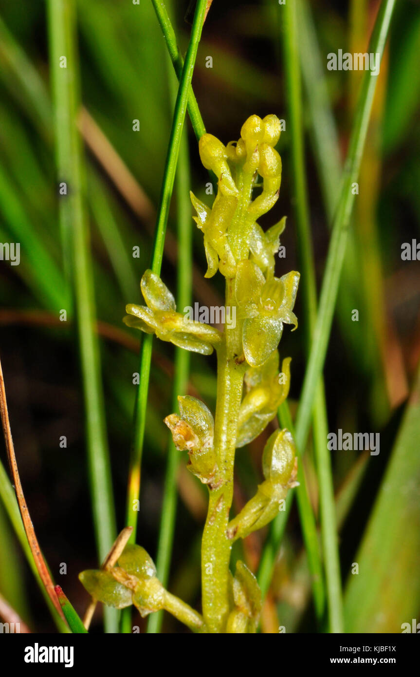 Bog Orchid,'Hammarbya paludosa' trovato in torba con acqua corrente, non completamente aperto, fiori da luglio a settembre, New Forest Hampshire, UK Foto Stock
