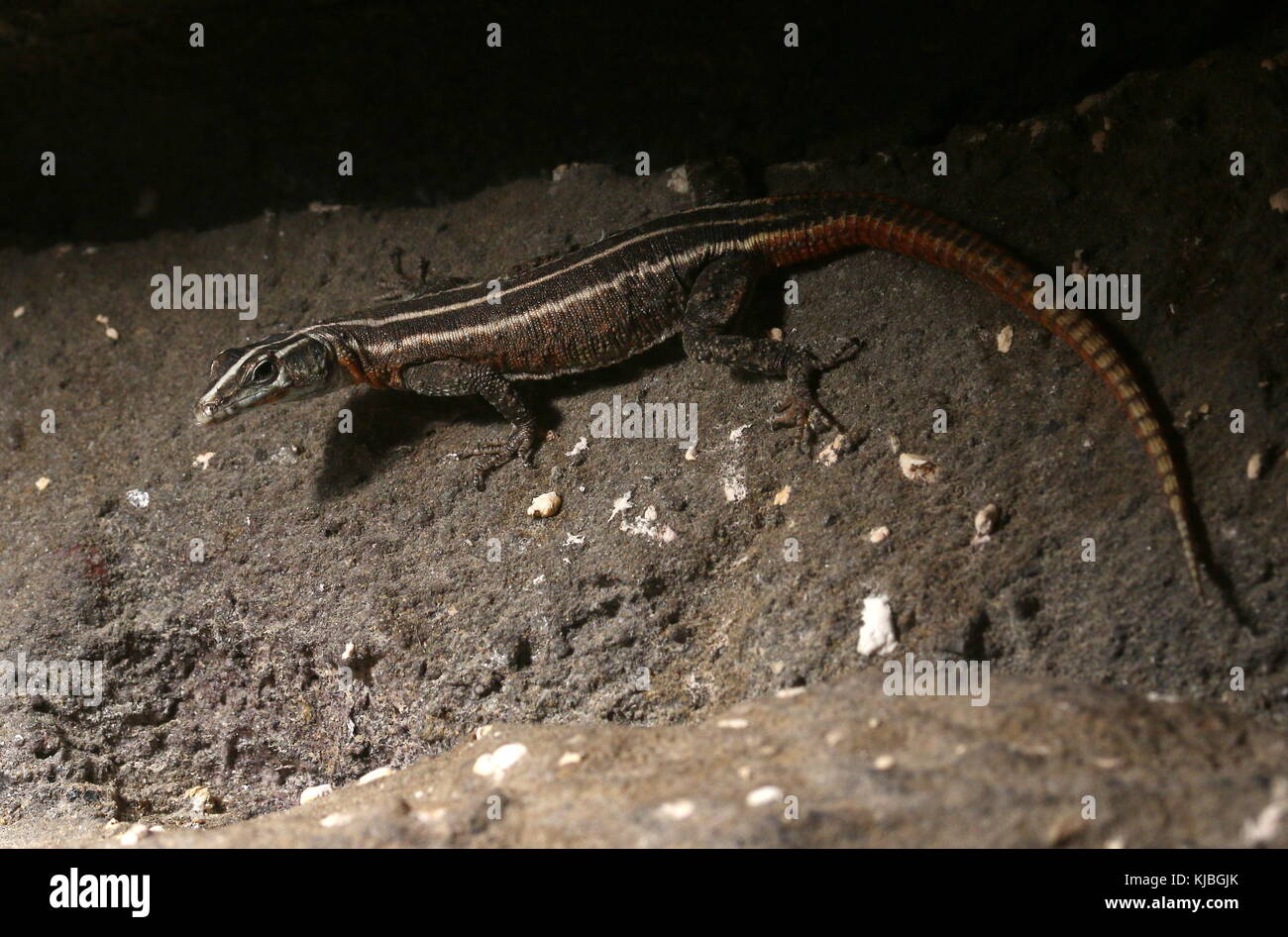 Femmina piatta Lebombo lizard (Platysaurus lebomboensis) in primo piano Foto Stock