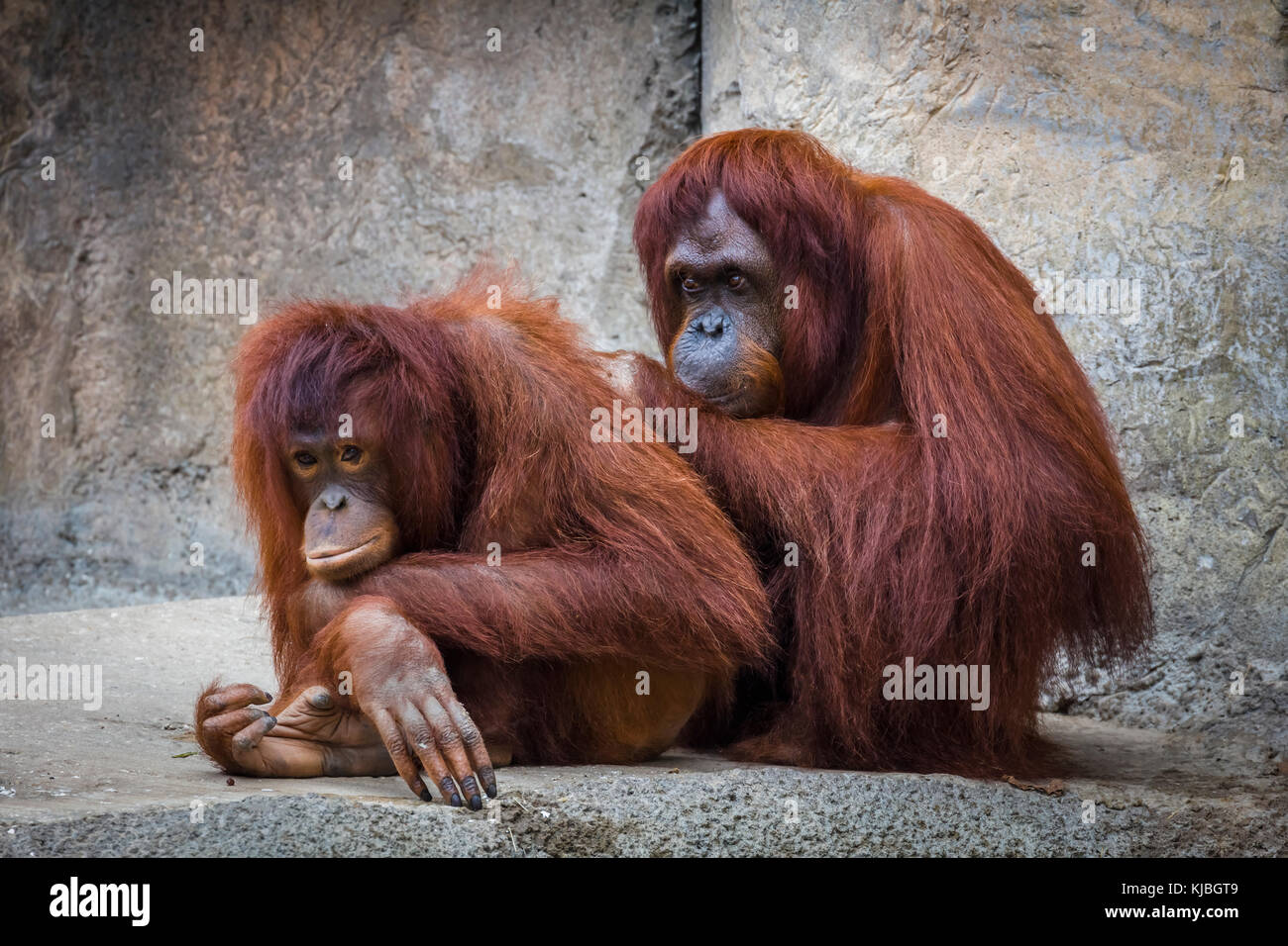 Bornean Orang-utan al Lowry Park Zoo di Tampa, Florida, Stati Uniti Foto Stock