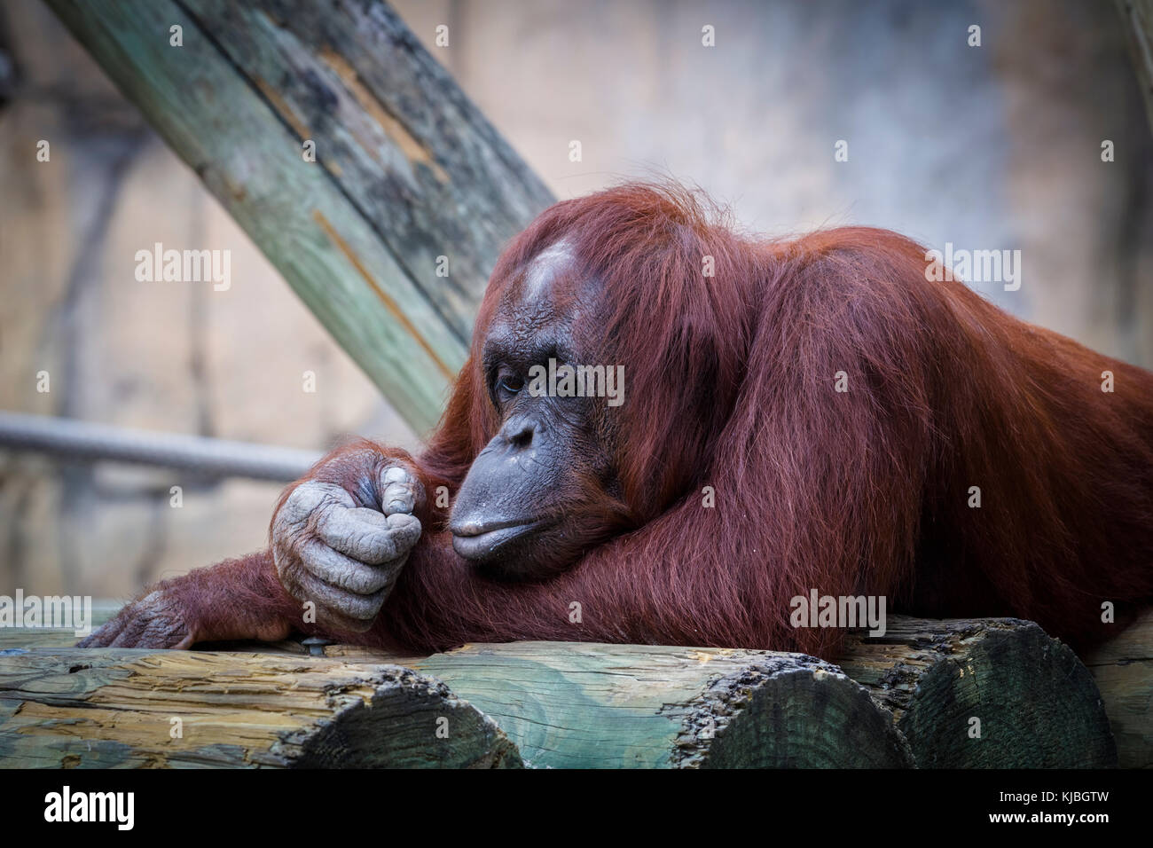 Bornean Orang-utan al Lowry Park Zoo di Tampa, Florida, Stati Uniti Foto Stock