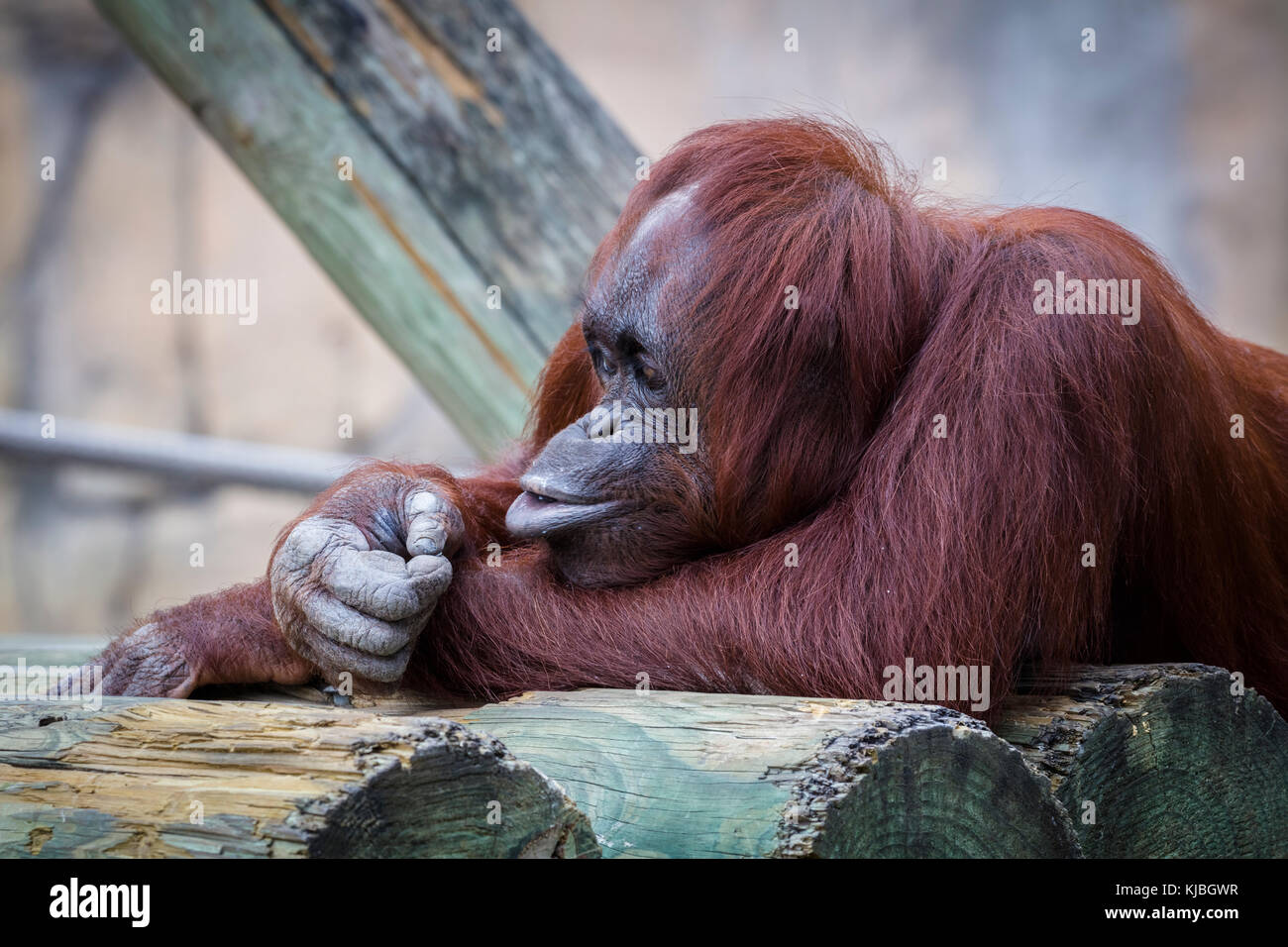 Bornean Orang-utan al Lowry Park Zoo di Tampa, Florida, Stati Uniti Foto Stock