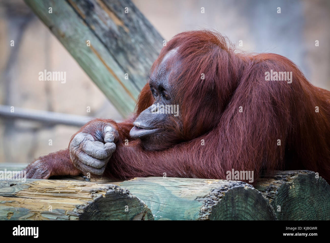 Bornean orango presso il Lowry Park Zoo in Tampa Florida USA / Stati Uniti Foto Stock