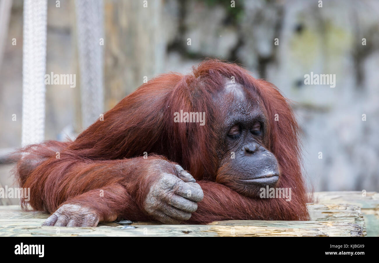 Bornean orango presso il Lowry Park Zoo in Tampa Florida USA / Stati Uniti Foto Stock