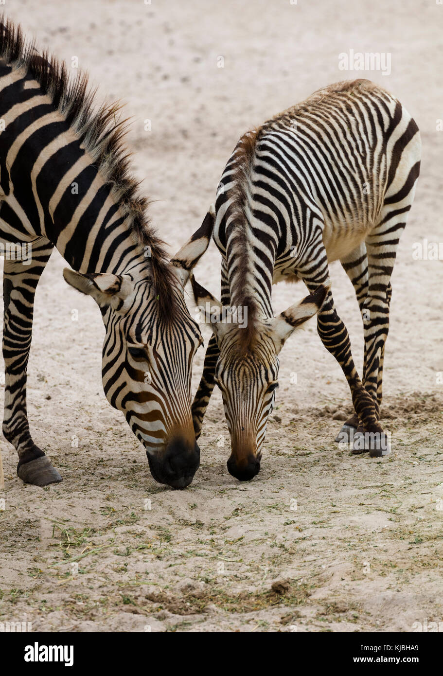 Due Zebre nel Lowery Park Zoo di Tampa, Florida, negli Stati Uniti Foto Stock