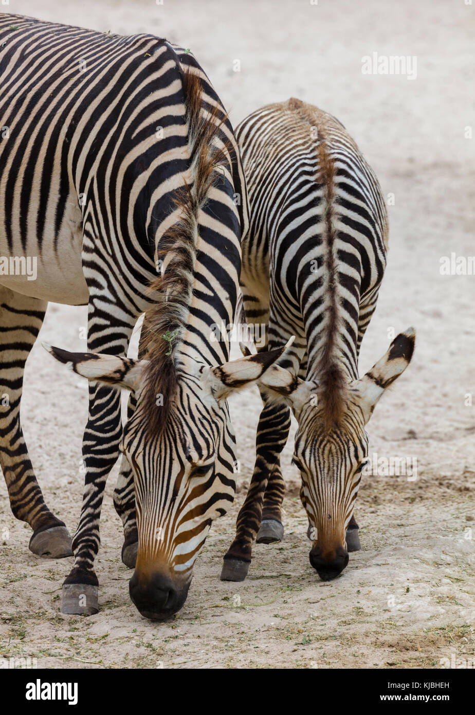 Due zebre in Lowery Park Zoo in Tampa Florida negli Stati Uniti Foto Stock