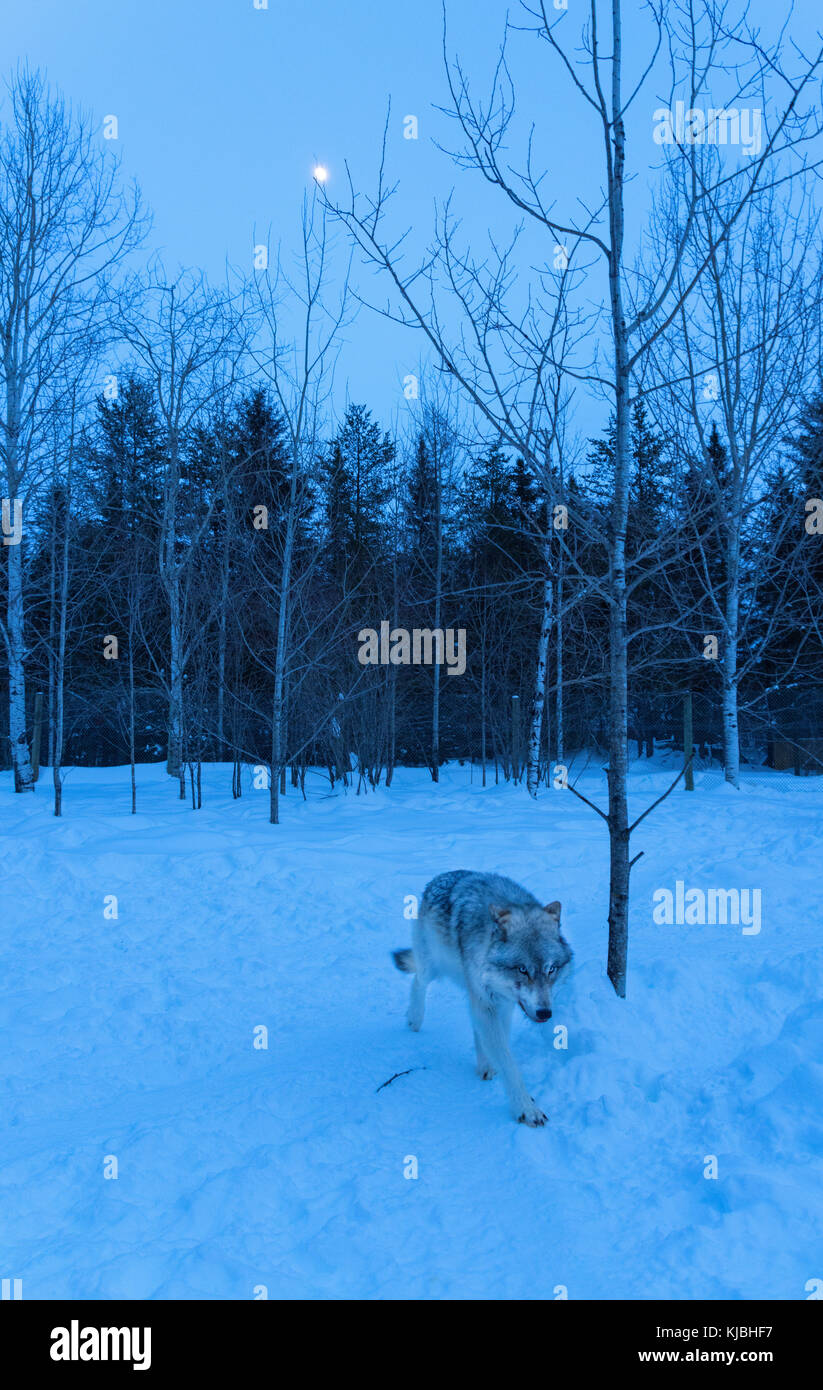 Un lupo Artico, a Adventuraid, Quebec, Canada Foto Stock