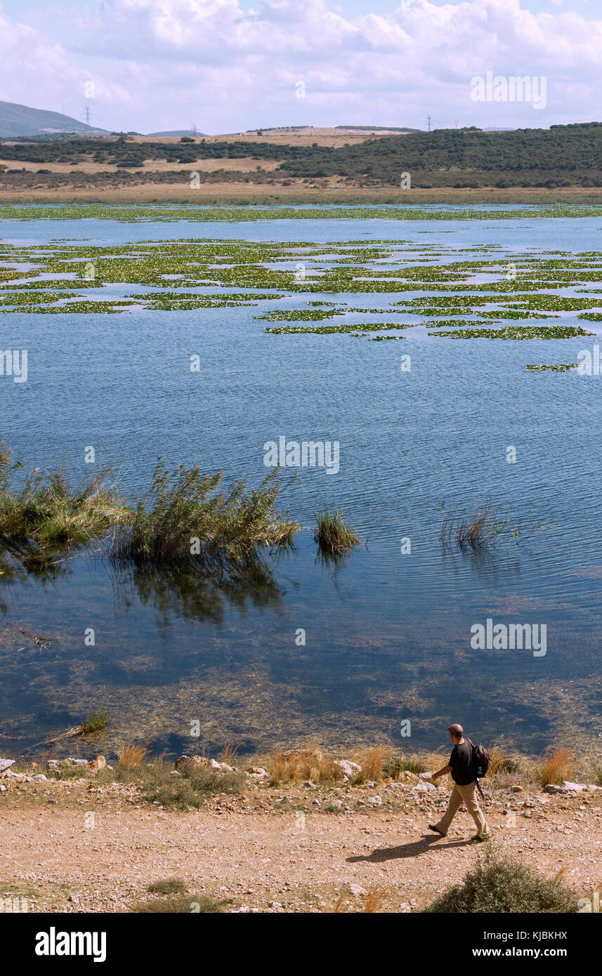 Il lago di Paralimni nella Grecia centrale, la colonia più meridionale di ninfee d'acqua in Europa. Foto Stock