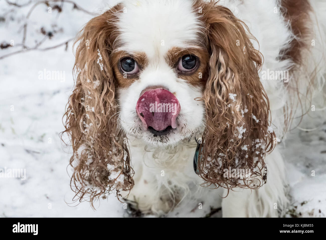 "Andy', un Cavalier King Charles Spaniel, sperando di trattare durante il gioco al di fuori su un giorno nevoso in Issaquah, Washington, Stati Uniti d'America Foto Stock