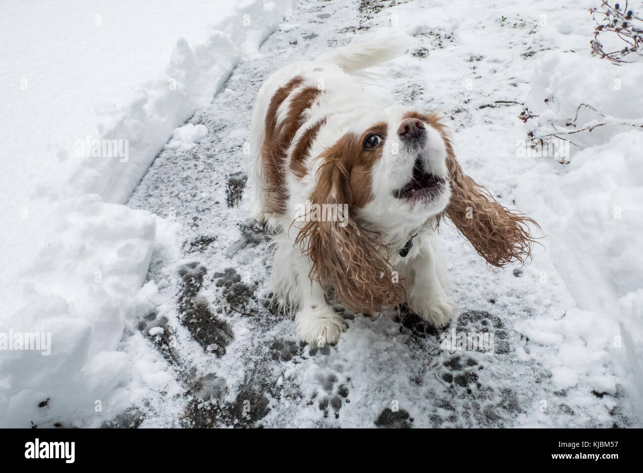 "Andy', un Cavalier King Charles Spaniel, abbaiando fuori su un parzialmente snow-cancellato il marciapiede, in Issaquah, Washington, Stati Uniti d'America Foto Stock
