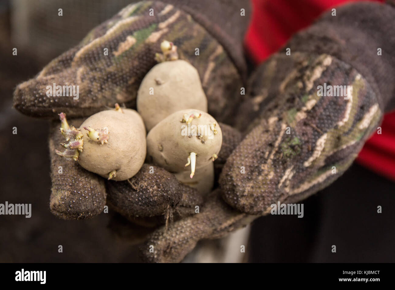 Donna che mantiene tre tuberi seme di patate che sono pronti a piantare in Isssaquah, Washington, Stati Uniti d'America. Le patate da semina devono avere almeno un occhio ogni. Un 'occhio' io Foto Stock