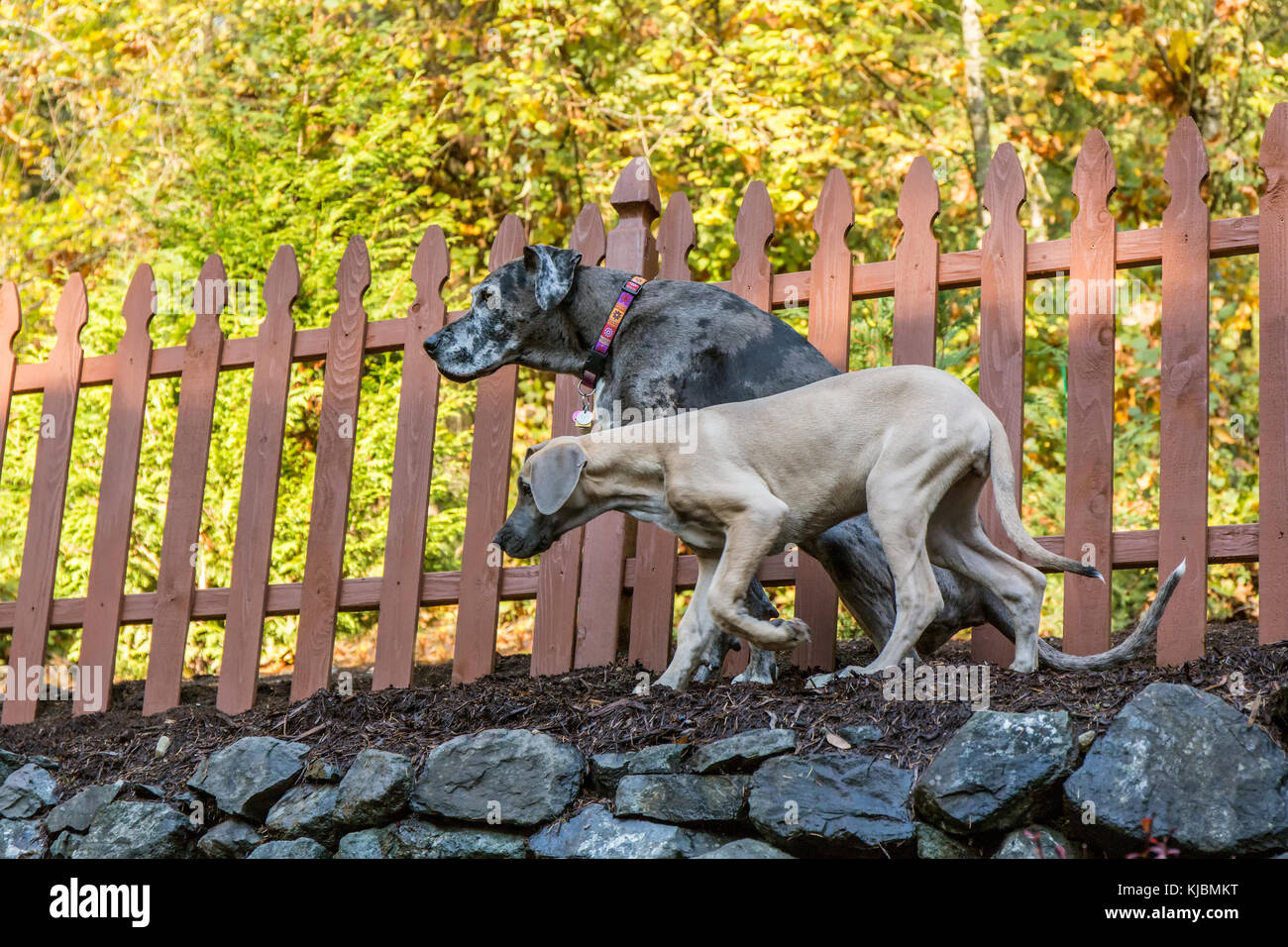 Alano puppie 'Evie' e il suo compagno, un adulto Alano 'Sophie', giocando su un pendio terrazzato del loro cantiere in Issaquah, Washington, Stati Uniti d'America Foto Stock