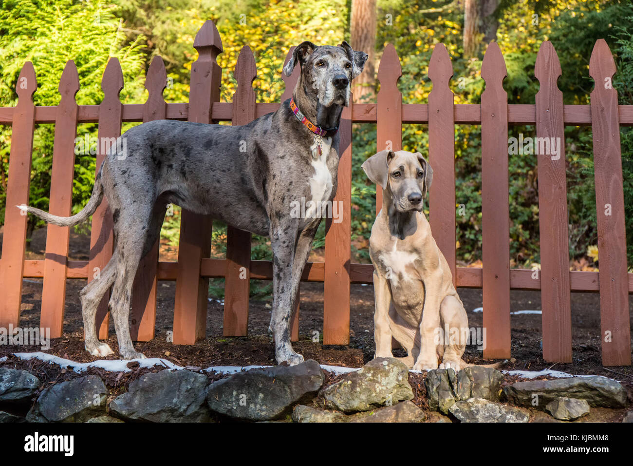Il grande puppie di Dane 'Evie' e il suo compagno adulto 'Sophie' che gioca su una collina terrazzata del loro cantiere a Issaquah, Washington, USA Foto Stock