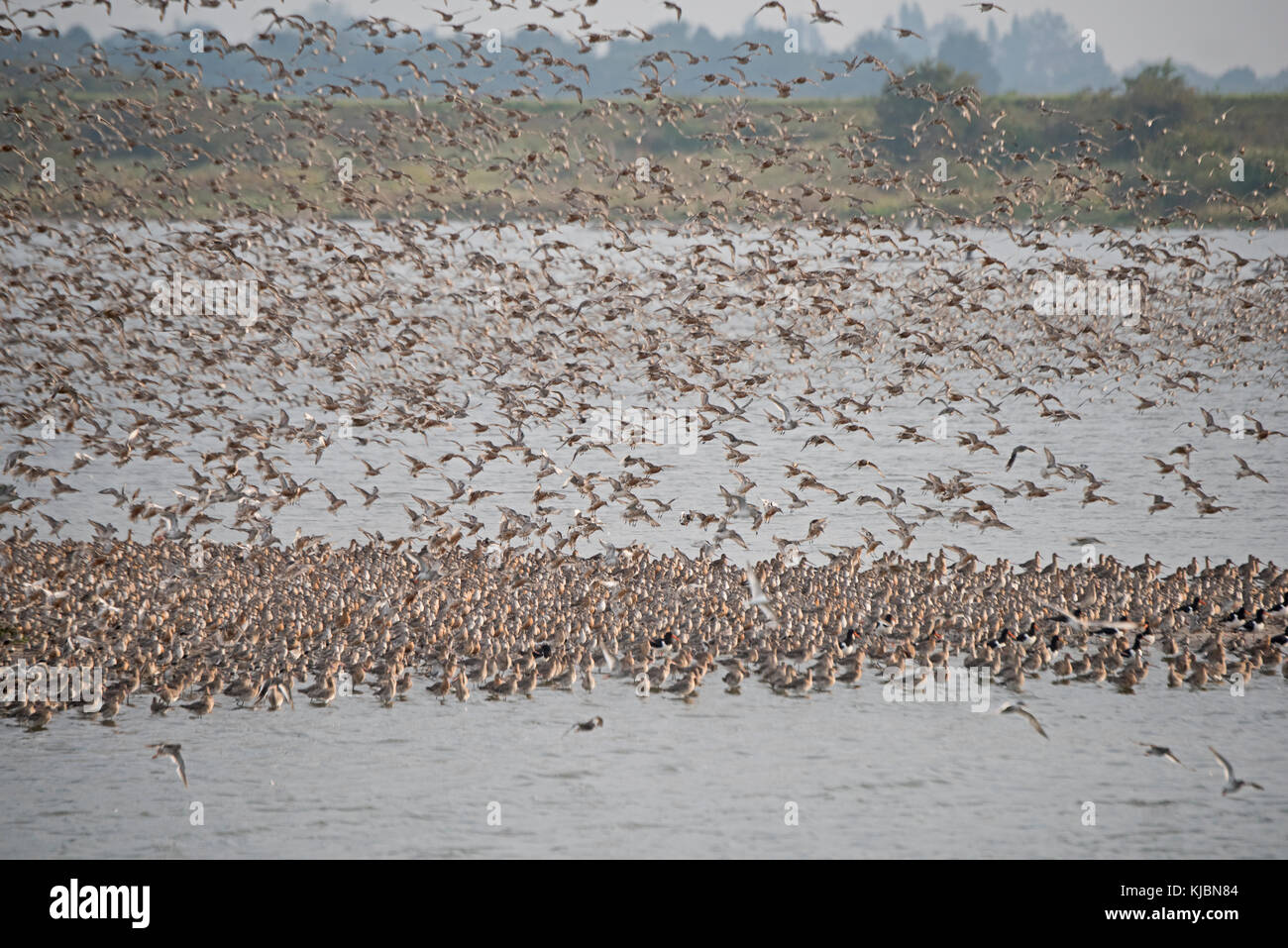 Red Knot Calidris canutus ad alta marea roost sulla fossa a Snettisham RSPB riserva all'Lavare Norfolk Agosto Foto Stock