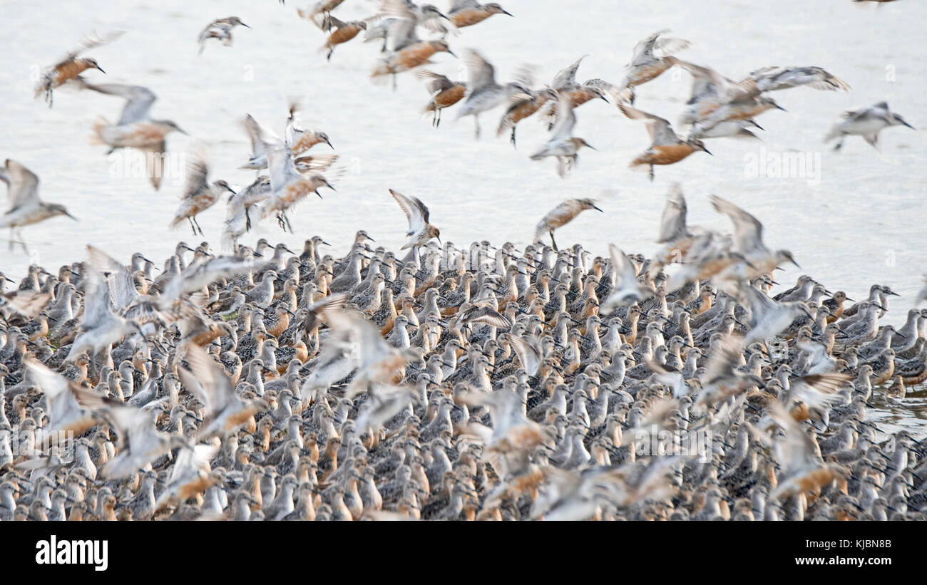 Red Knot Calidris canutus ad alta marea roost sulla fossa a Snettisham RSPB riserva all'Lavare Norfolk Agosto Foto Stock