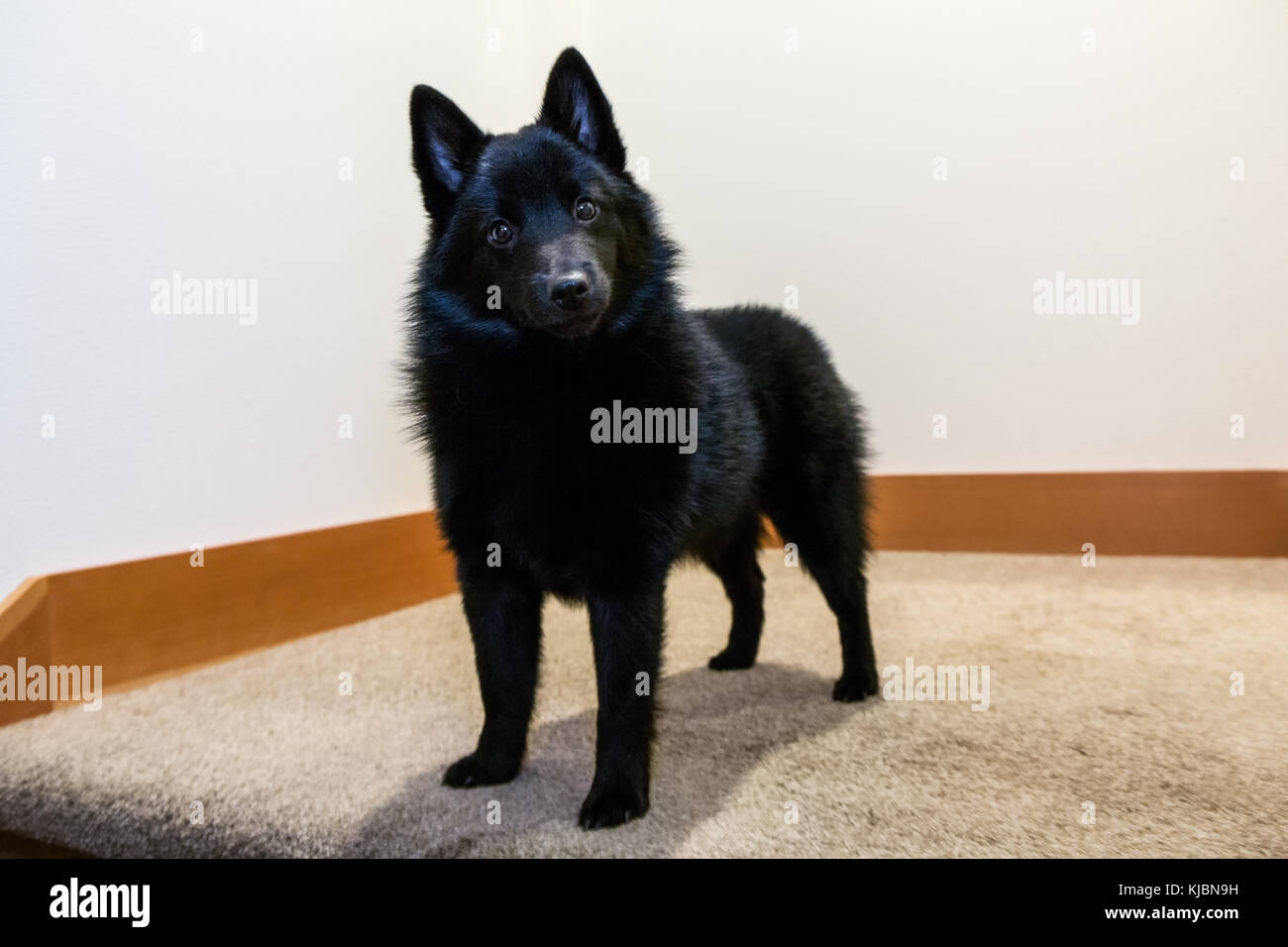 Schipperke Puppy 'Cash' in piedi su un approdo scalinata in Maple Valley, Washington, USA Foto Stock