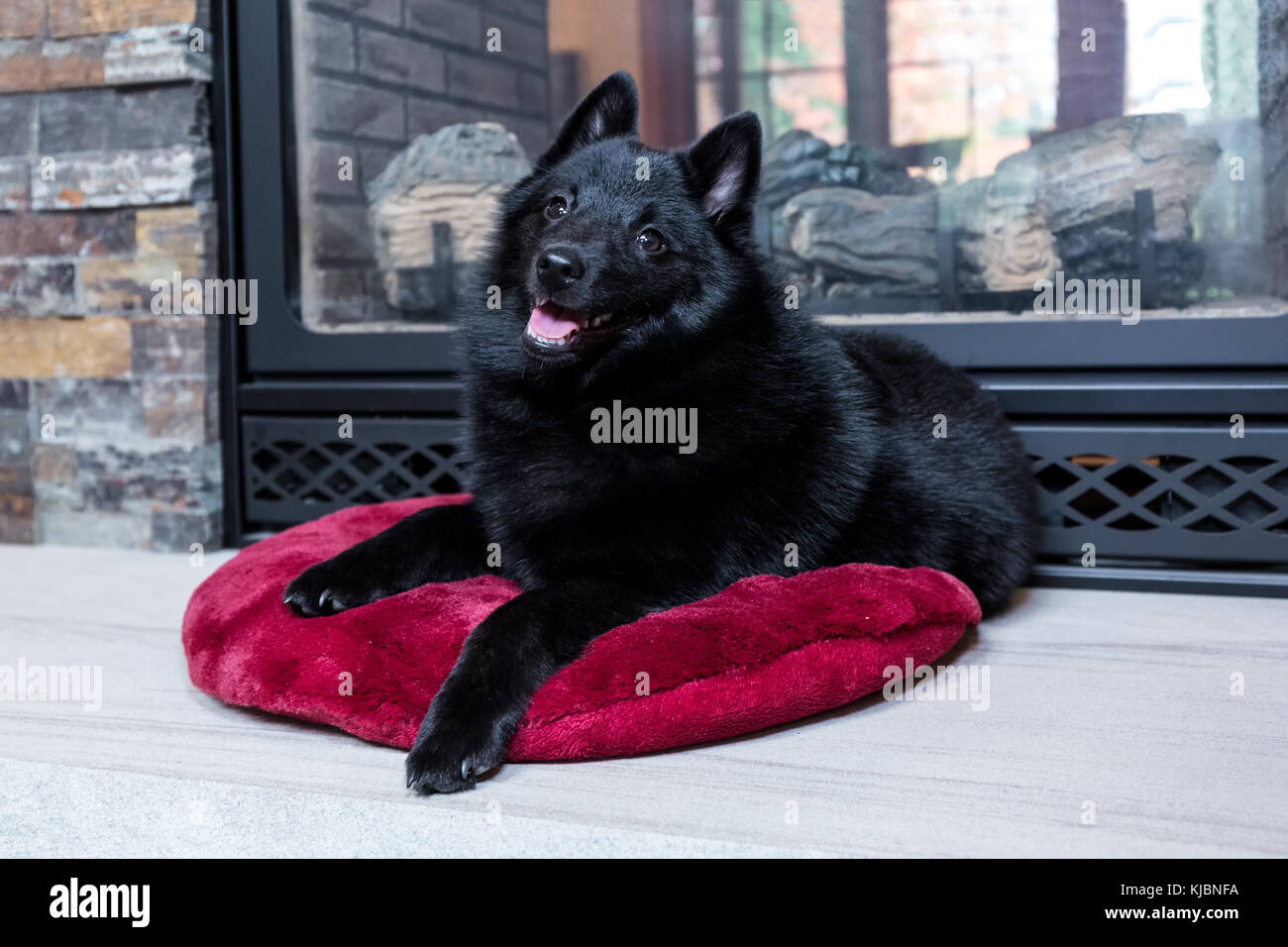 Schipperke cucciolo "Cash' che poggia su un cuscino davanti al suo caminetto nella valle di acero, Washington, Stati Uniti d'America Foto Stock