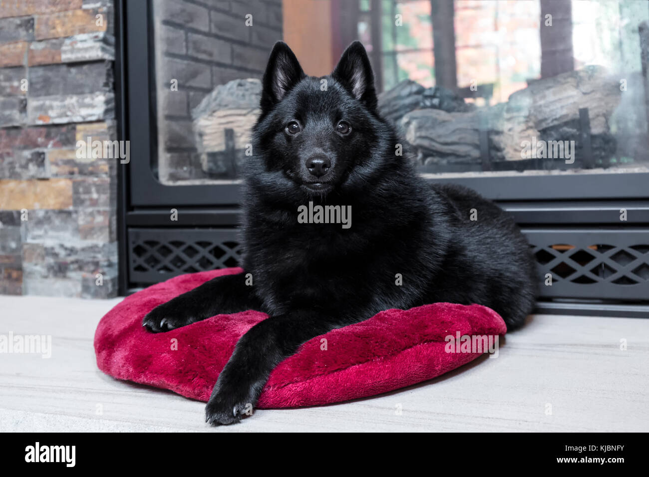 Schipperke cucciolo "Cash' che poggia su un cuscino davanti al suo caminetto nella valle di acero, Washington, Stati Uniti d'America Foto Stock