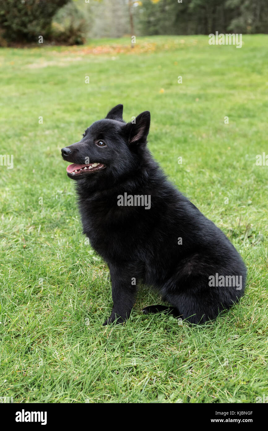 Schipperke cucciolo "Cassa" seduta nel suo prato su un 'stay' comando, guardando molto allerta in Valle d'acero, Washington, Stati Uniti d'America Foto Stock