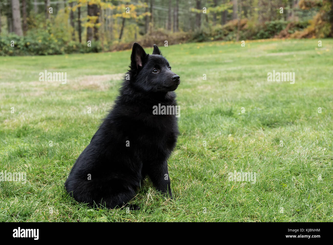 Schipperke cucciolo "Cassa" seduta nel suo prato su un 'stay' comando, guardando molto allerta in Valle d'acero, Washington, Stati Uniti d'America Foto Stock
