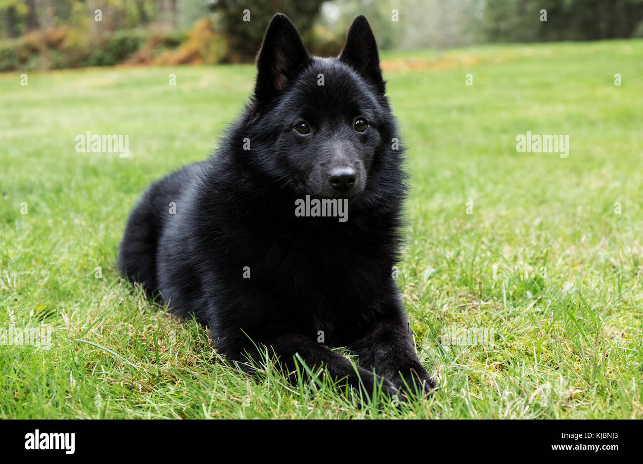 Schipperke cucciolo 'Cash' reclinato nel suo prato su un comando 'stand', guardando molto allerta in Maple Valley, Washington, USA Foto Stock