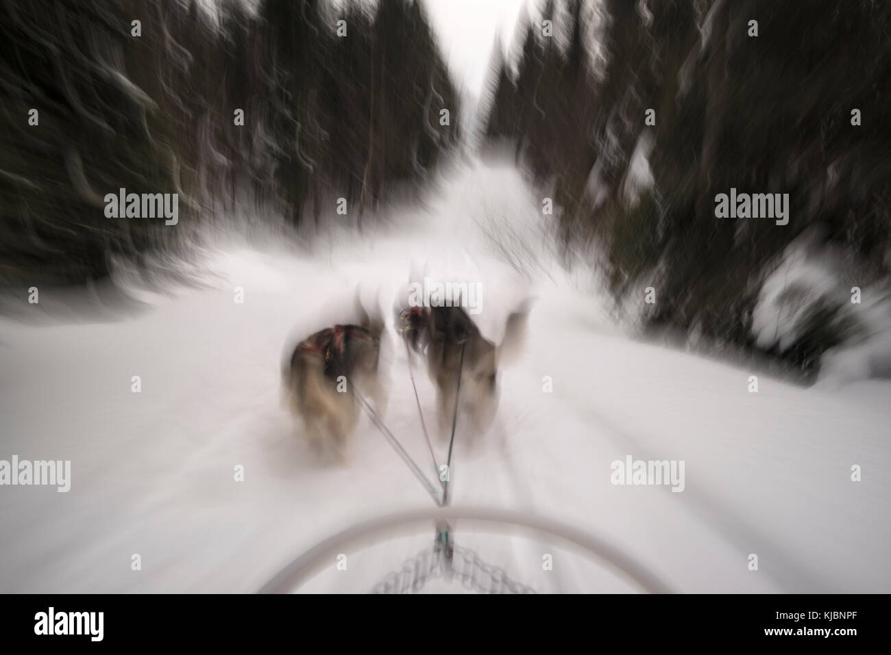 Dogsledding dal cap au Leste Resort Hotel, Quebec, Canada Foto Stock