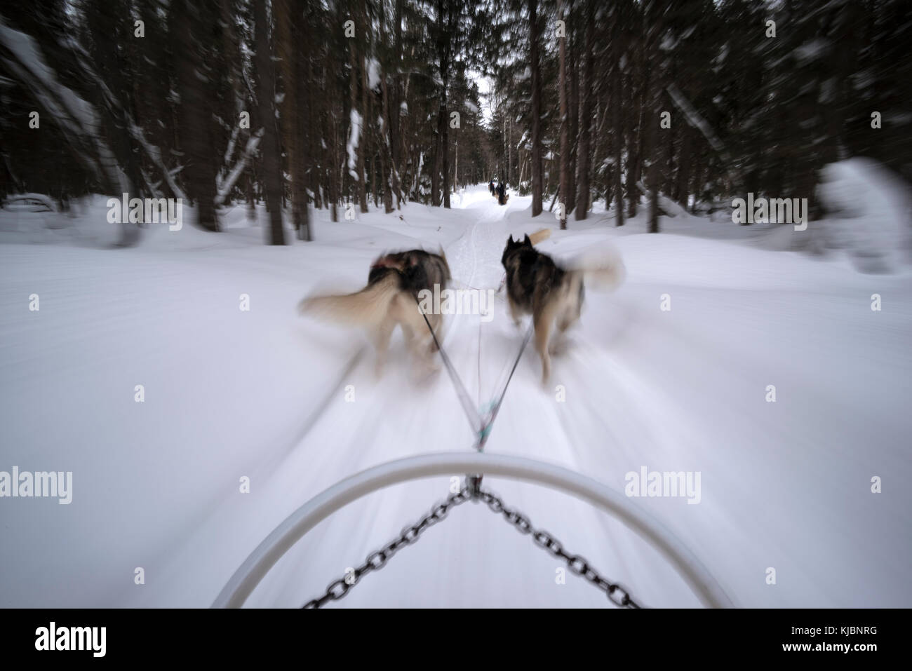 Dogsledding dal cap au Leste Resort Hotel, Quebec, Canada Foto Stock