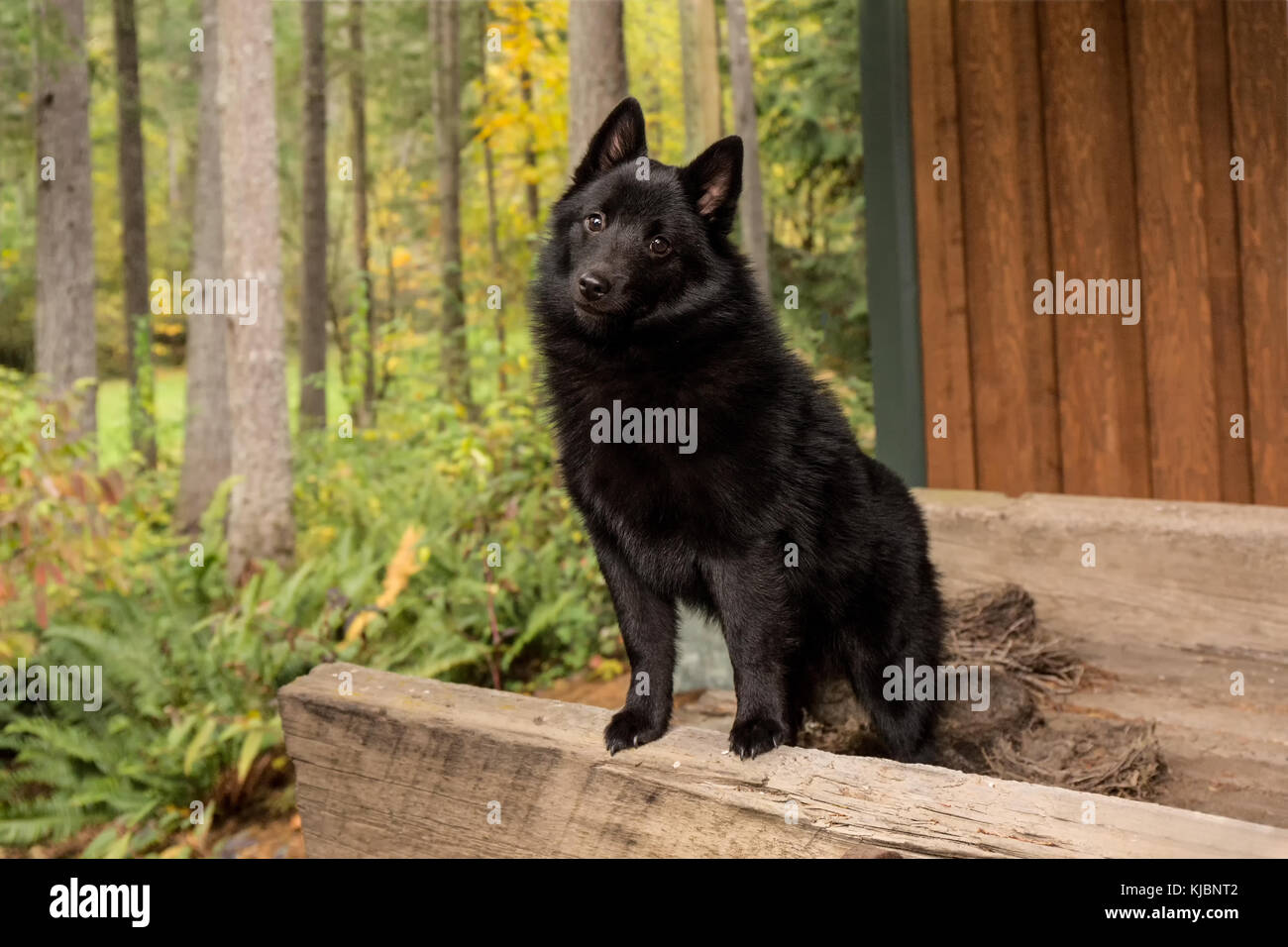 Schipperke cucciolo 'Cash' cercando molto adorabile in piedi in un antico letto di carro in Maple Valley, Washington, Stati Uniti Foto Stock