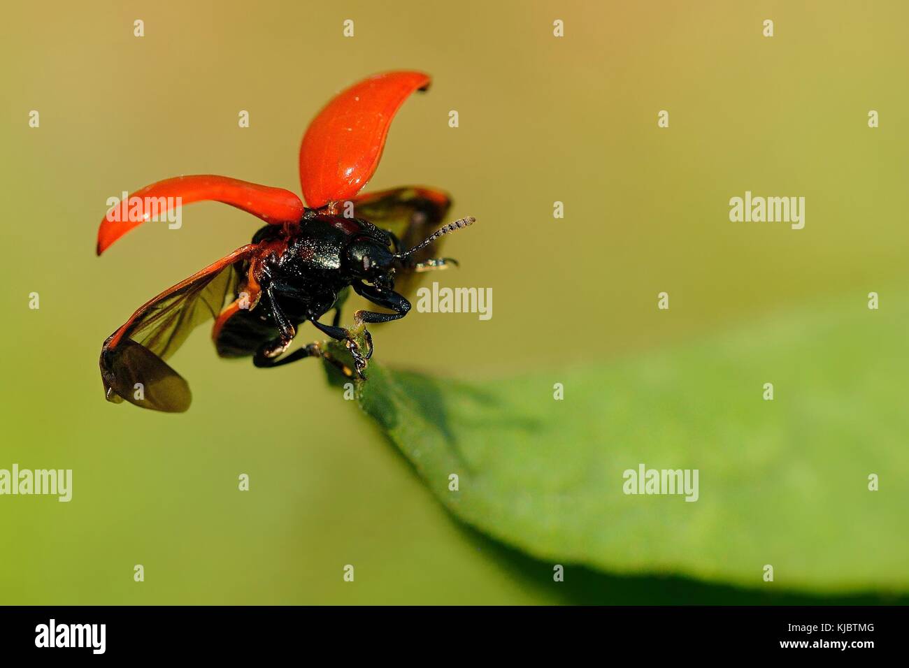 Foglia (beetle Chrysomela populi) con allargano le ali e red elytra seduta sulla foglia verde con i colori verde e marrone di sfondo, Foto Stock