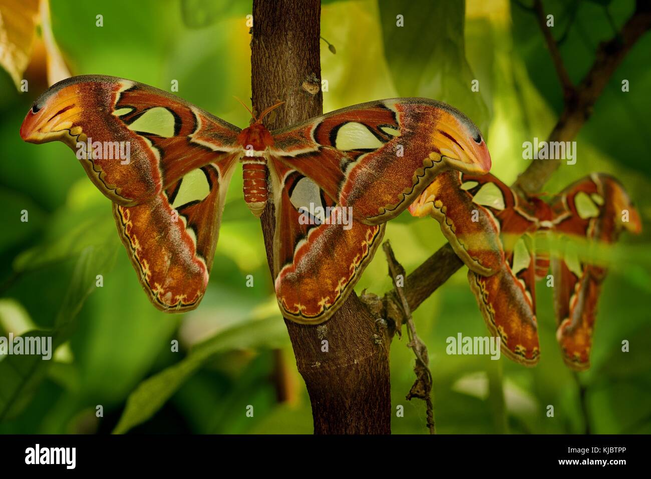 La falena Atlas (Attacus atlas) seduto sul ramo con foglie intorno a loro. Stupenda farfalla con sfondo verde. Foto Stock