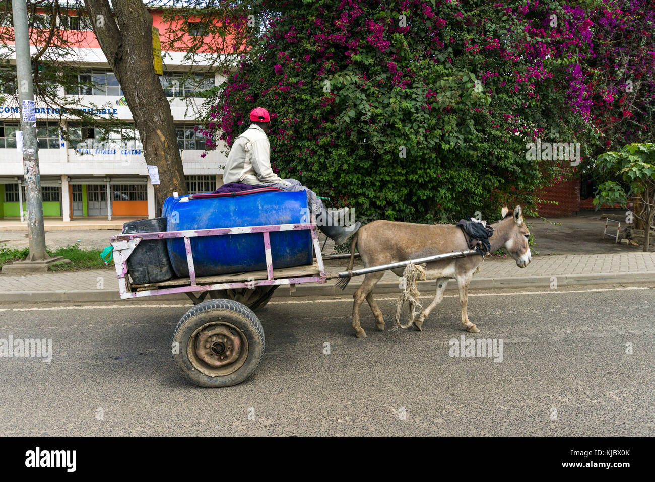 Un uomo africano si siede sulla parte superiore delle botti su un carrello trainato da un asino su una strada che attraversa una città, Kenya, Africa orientale Foto Stock