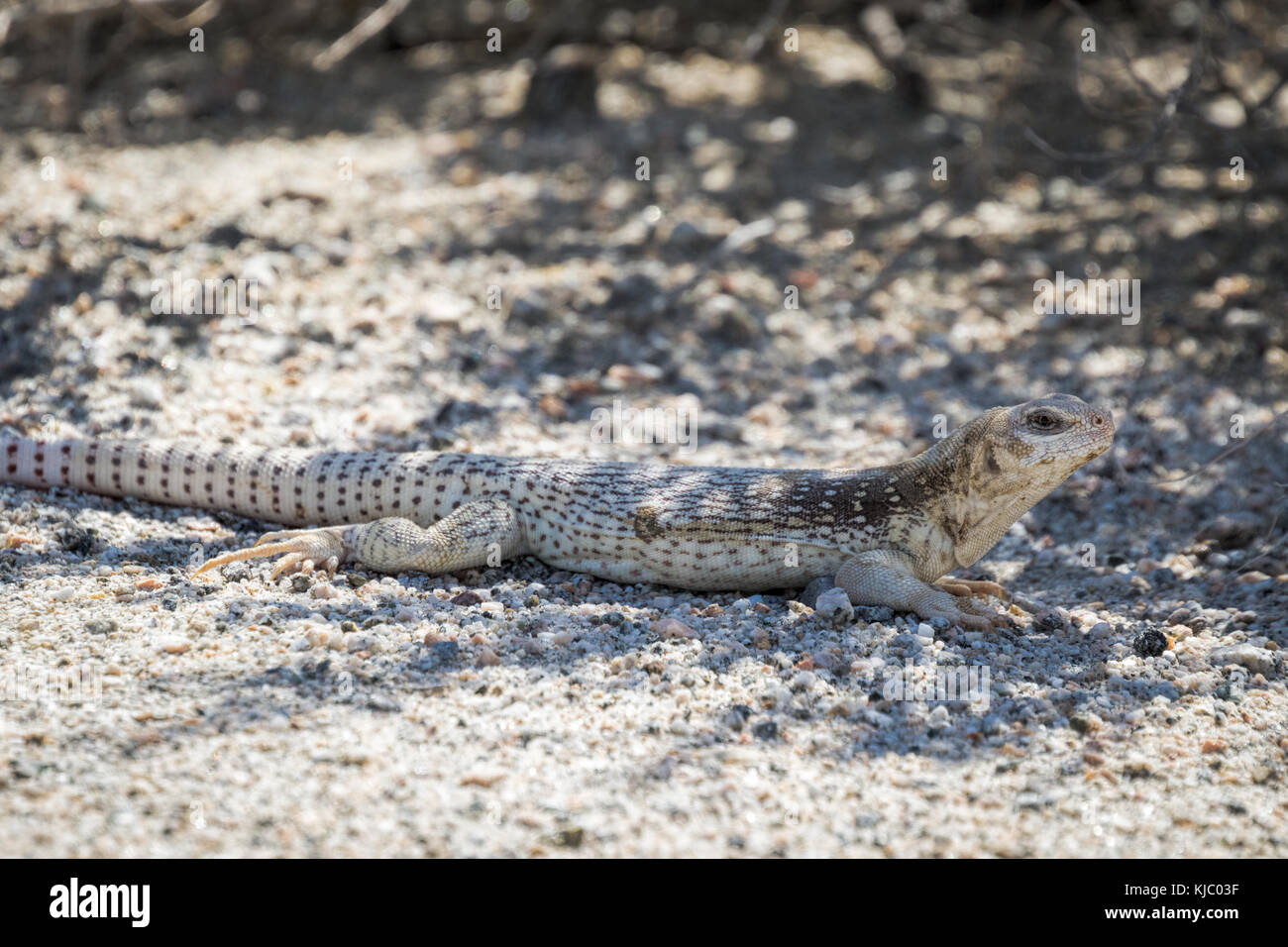 Deserto Iguana nella Coachella Valley Nature Preserve, Riverside County, California Foto Stock