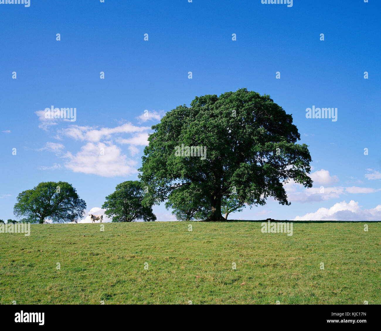 Alberi e campo, Crom Castle, Irlanda Foto Stock