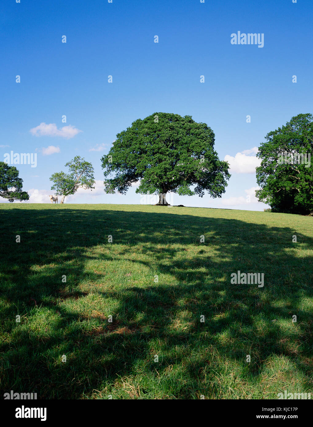 Alberi e campo, Crom Castle, Irlanda Foto Stock