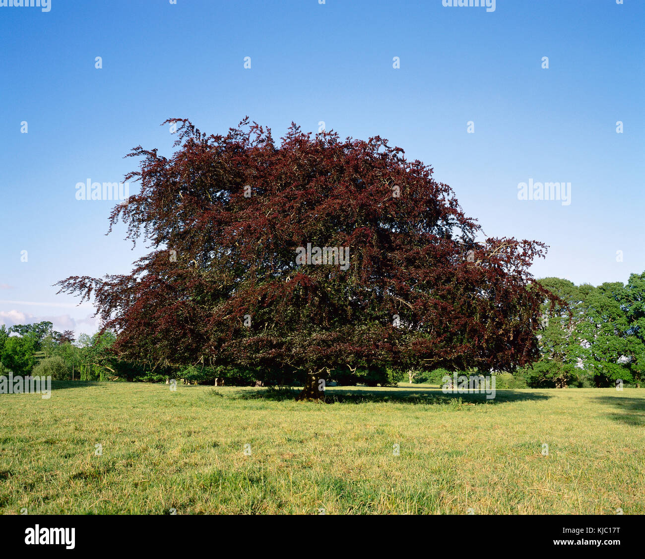Alberi e campo, Crom Castle, Irlanda Foto Stock