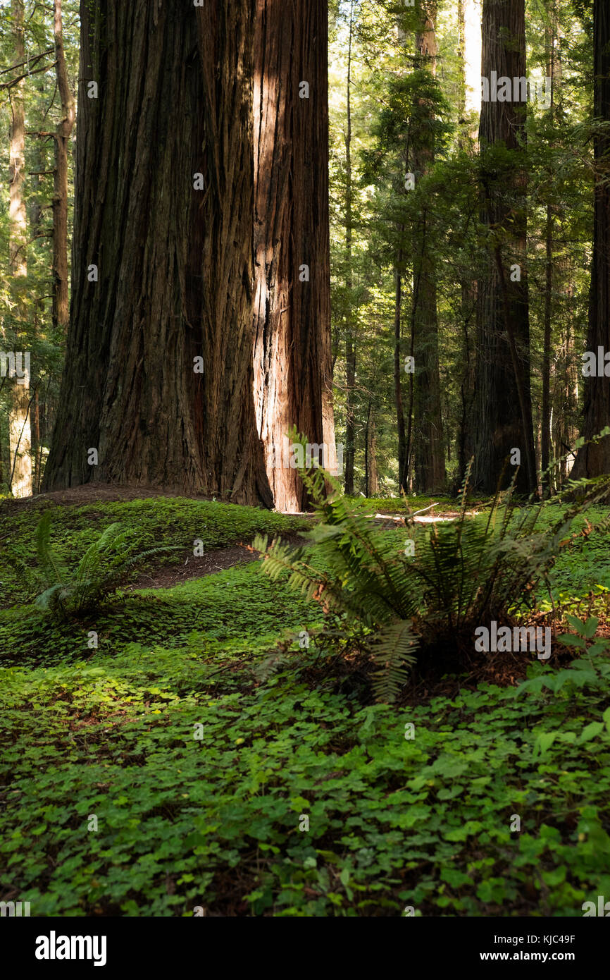 Tronchi di legno di sequoia e pavimento di foresta nella California del Nord, Stati Uniti Foto Stock