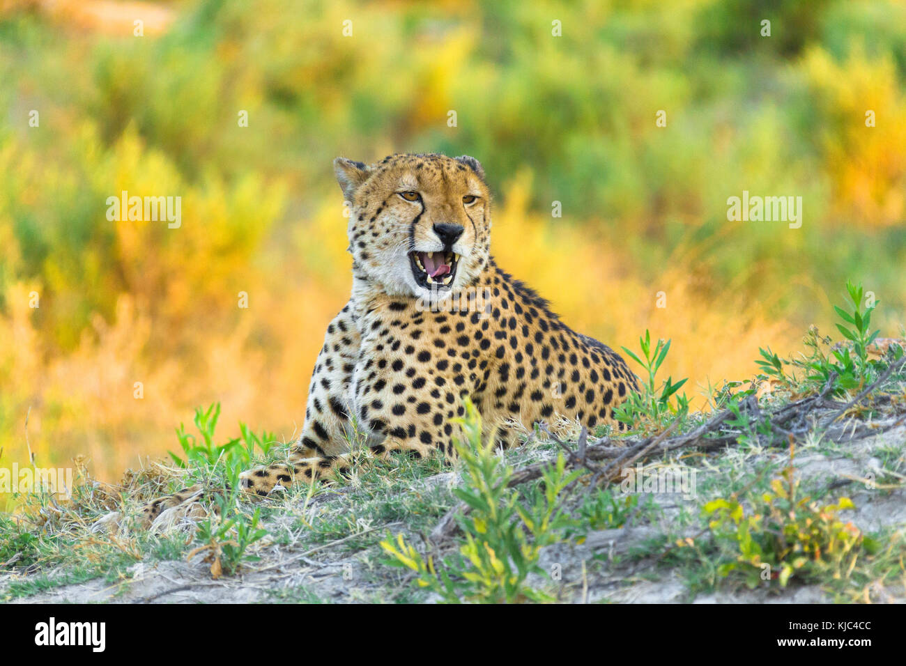 Ritratto di un ghepardo (Achinonyx jubatus) che giace nell'erba che cresce al Delta dell'Okavango in Botswana, Africa Foto Stock