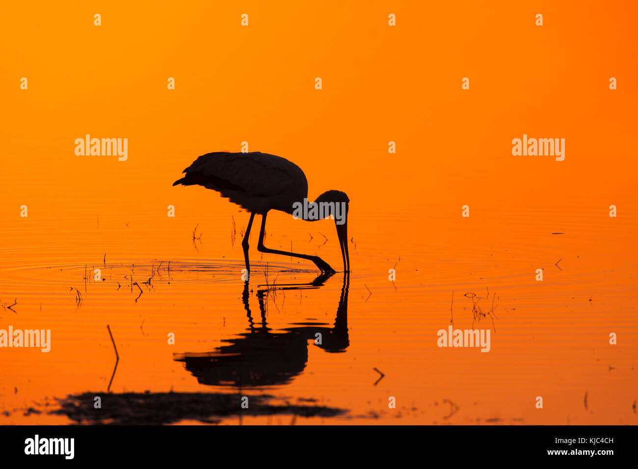 Silhouette di una cicogna gialla (Mycteria ibis) che caccia in una piscina all'alba sul delta dell'Okavango in Botswana, Africa Foto Stock