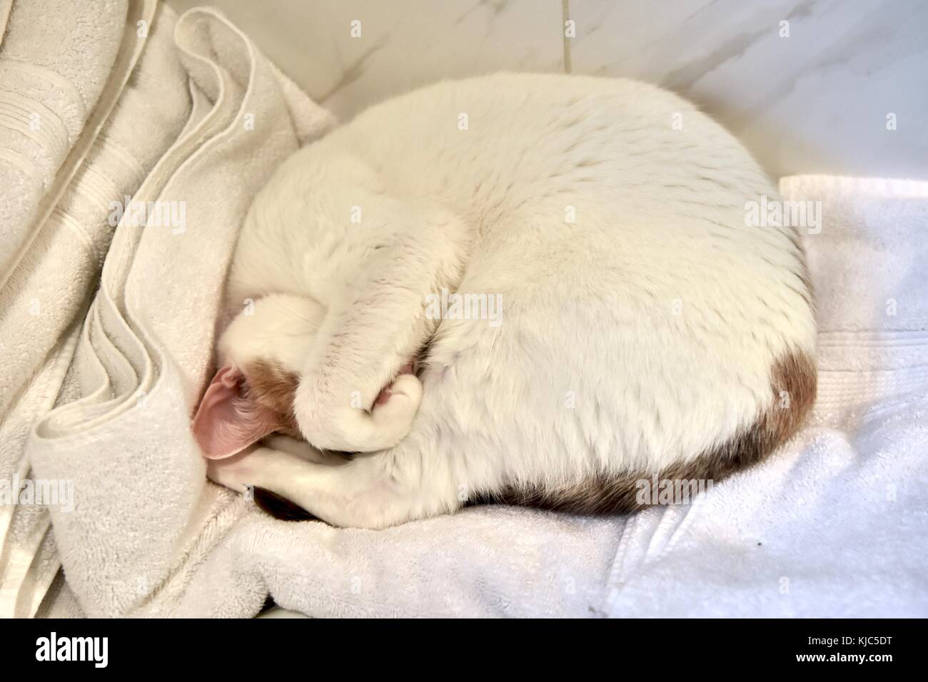 Gatto bianco arricciato a dormire Foto Stock